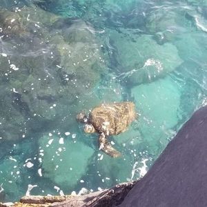 Meet your Posher, Alexia